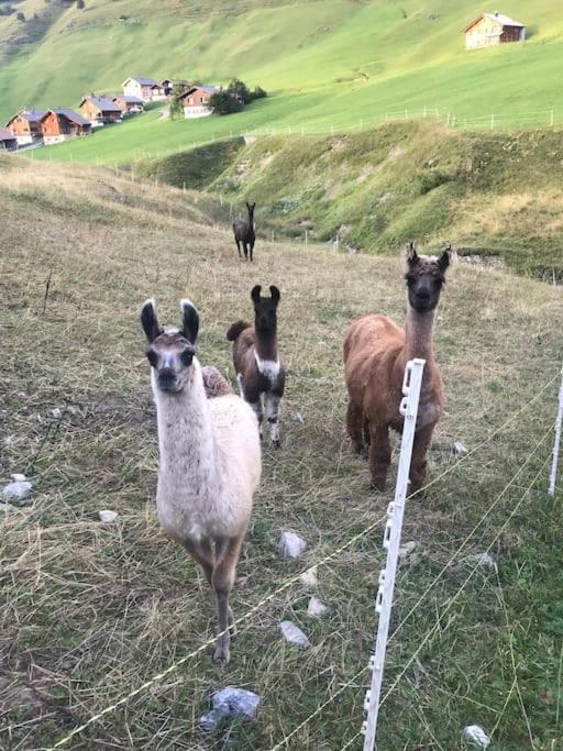 Jurte Beim Lama- & Alpakahof Triesenberg Hotel Luaran gambar