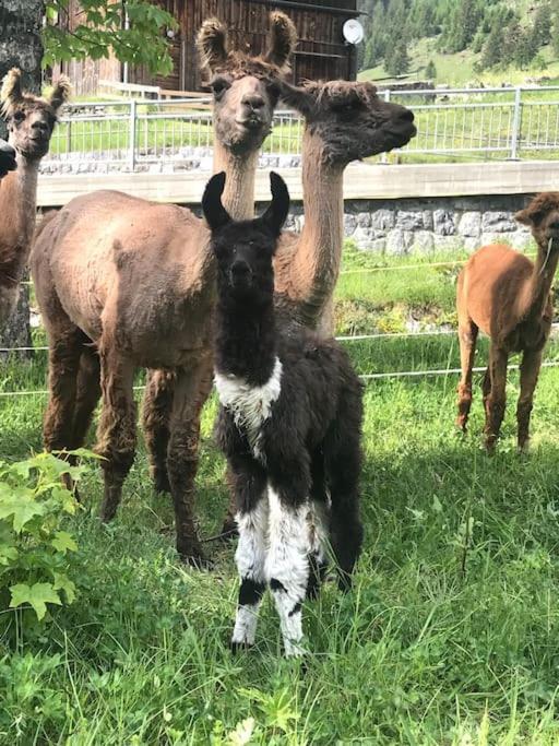 Jurte Beim Lama- & Alpakahof Triesenberg Hotel Luaran gambar