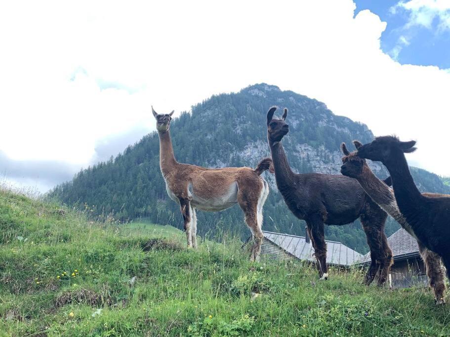 Jurte Beim Lama- & Alpakahof Triesenberg Hotel Luaran gambar