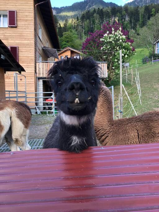 Jurte Beim Lama- & Alpakahof Triesenberg Hotel Luaran gambar