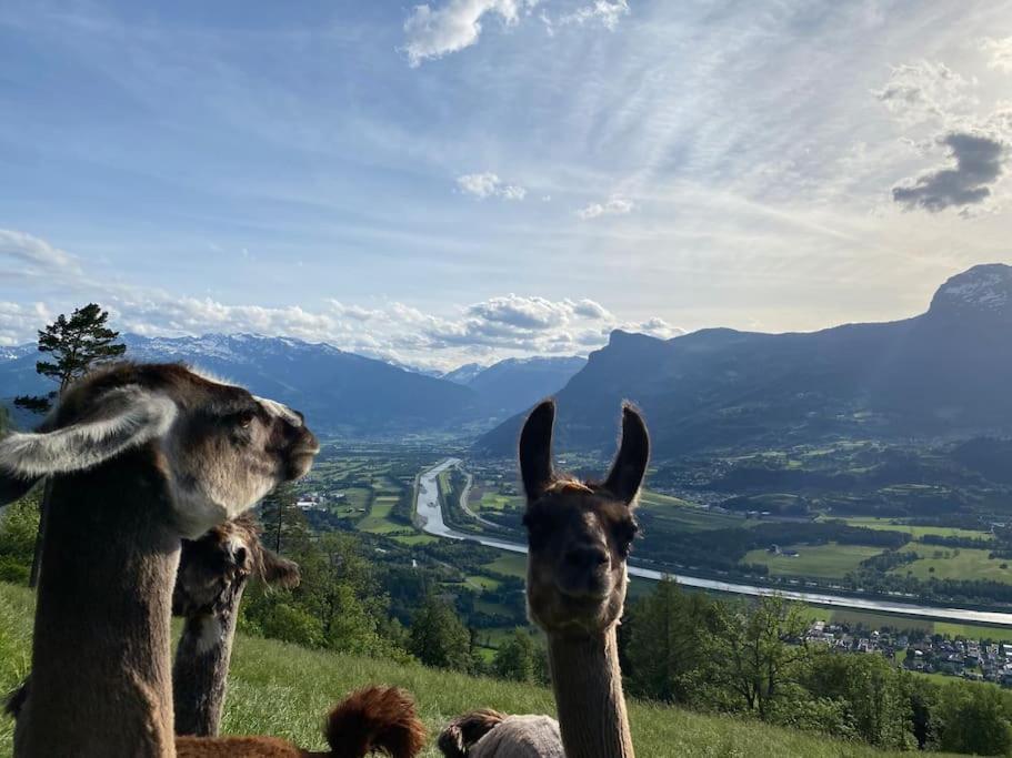 Jurte Beim Lama- & Alpakahof Triesenberg Hotel Luaran gambar